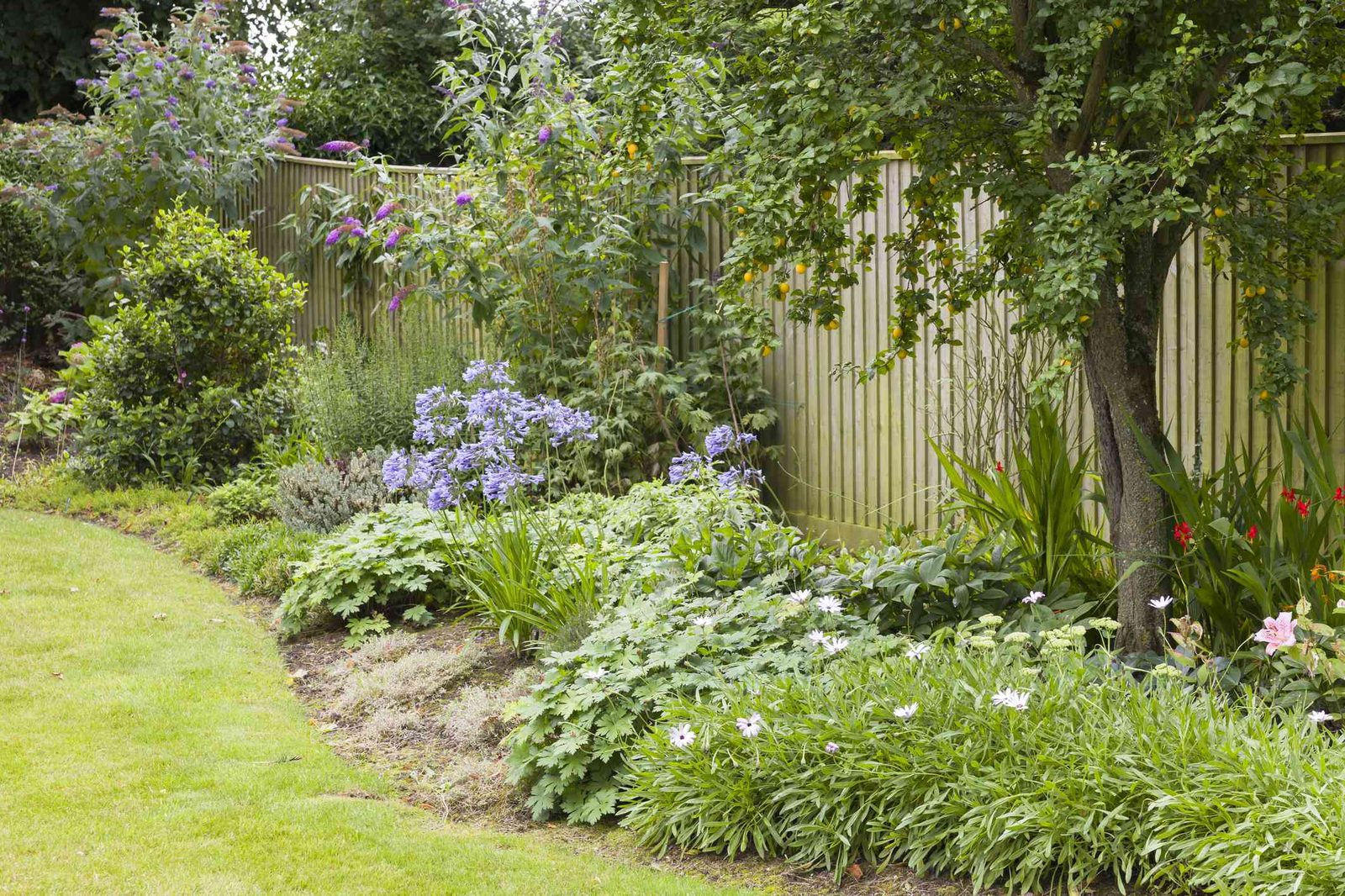 A new timber fence behind a planted border